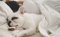 dormir avec son chien bouledogue