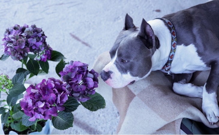 perro oliendo hortensia 