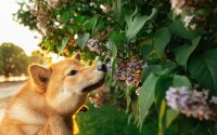 chien de type akita inu qui renifle une plante
