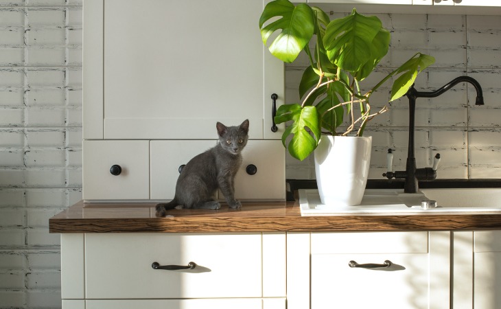 chaton gris sur le plan de travail d'une cuisine avec une plante monstera