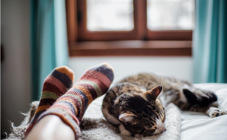 gato atigrado tumbado en la cama