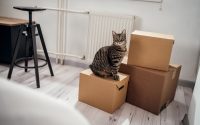 chat tigré assis sur un carton