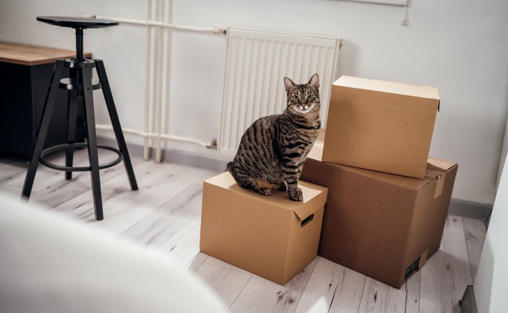 chat tigré assis sur un carton