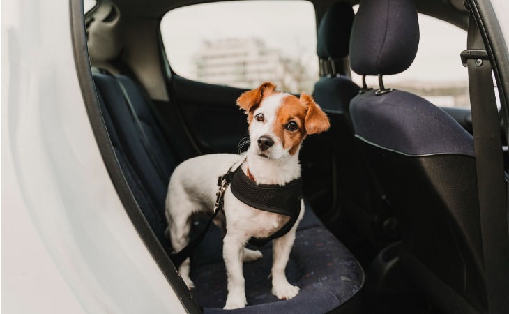 petit jack russell dans une voiture