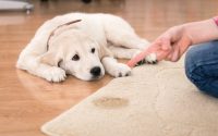 chiot urine sur un tapis