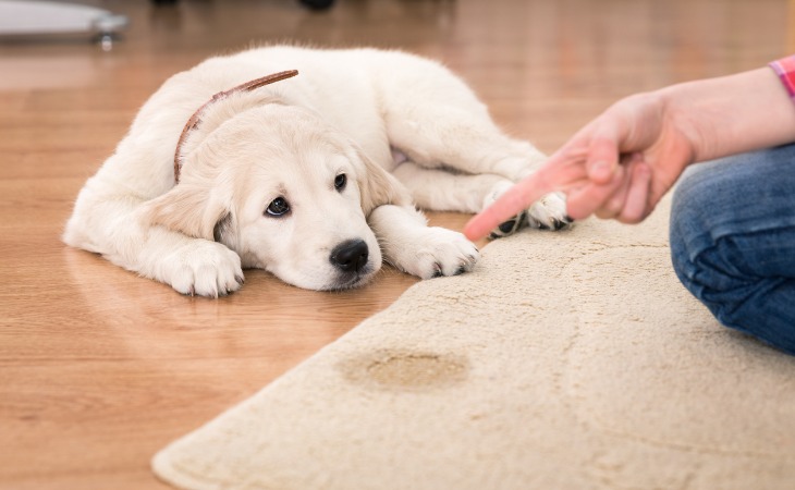 chiot urine sur un tapis