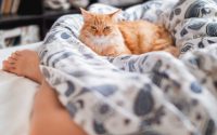 chat roux allongé sur un lit