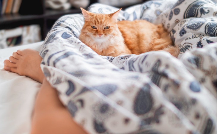chat roux allongé sur un lit