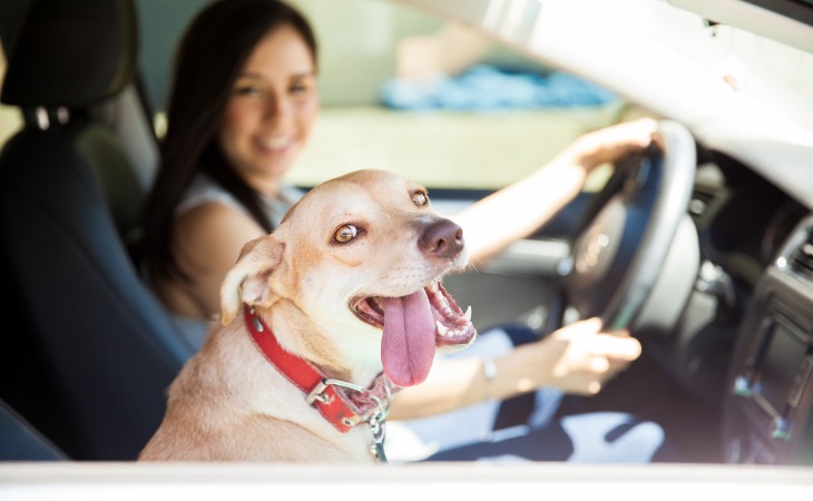 voyager en voiture avec son chien