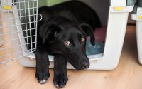 chien type labrador dans sa caisse de transport