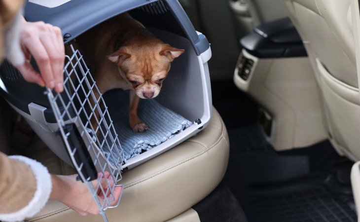 chien type chihuahua dans une caisse de transport en voiture