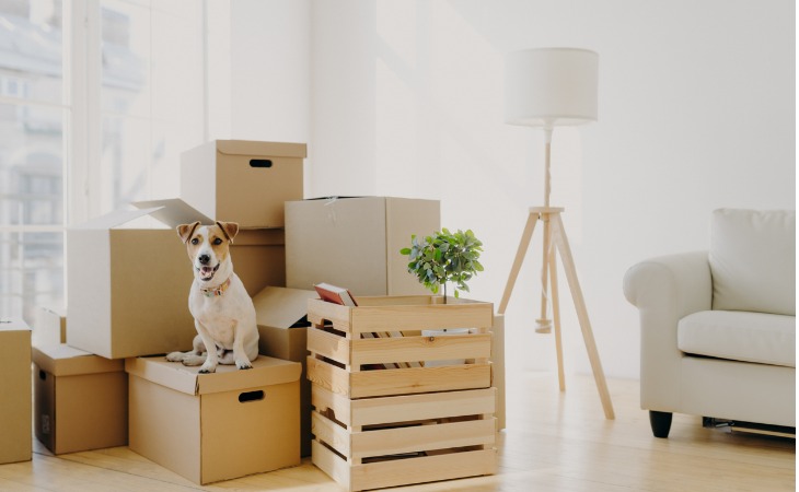 chien jack russell sur des cartons de déménagement