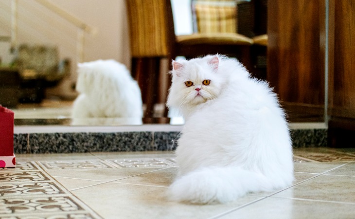 chat blanc persan devant un miroir