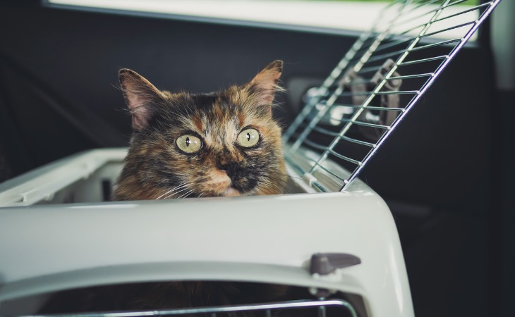 chat dans sa caisse de transport en voiture