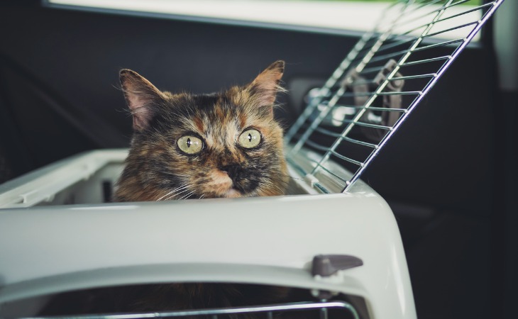 Long trajet en voiture : assurer le bien-être de son chat