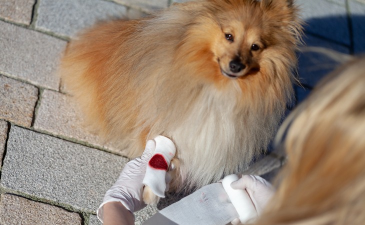 chien shetland avec un bandage