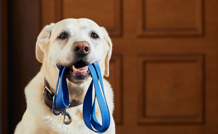chien labrador tient une laisse bleue dans sa gueule
