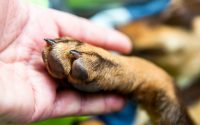 individu tenant la patte de son chien