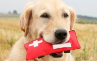 chien labrador tenant une trousse de secours