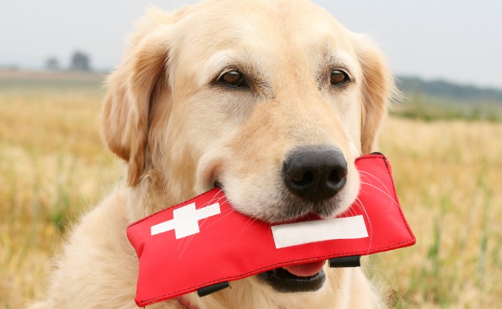 chien labrador tenant une trousse de secours