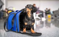 chien teckel dans son sac de voyage dans un hall d'aéroport