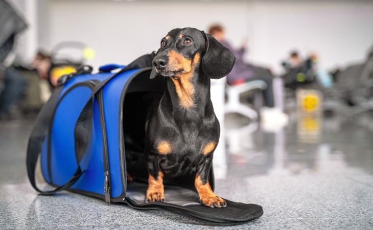 chien teckel dans son sac de voyage dans un hall d'aéroport