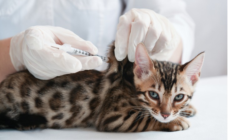 vaccination d'un chaton bengal chez un vétérinaire