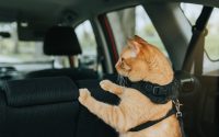 chat roux en voiture avec un harnais