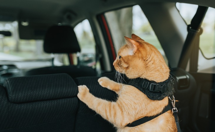 chat roux en voiture avec un harnais