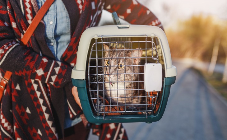 chat dans sa caisse de transport