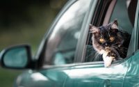 chat noir et blanc à la fenêtre d'une voiture