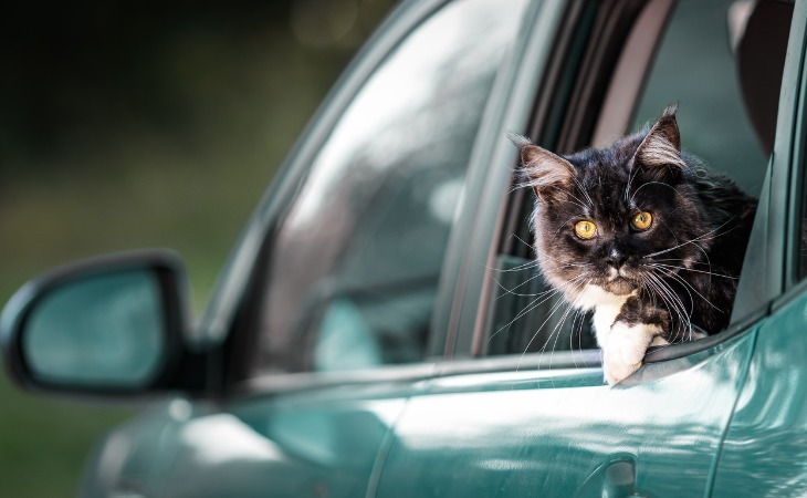 chat noir et blanc à la fenêtre d'une voiture