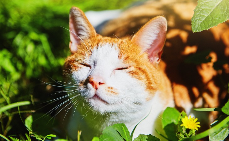 chat roux et blanc au soleil