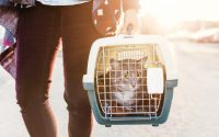 chat dans sa caisse de transport