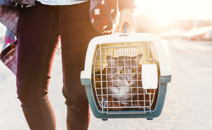 chat dans sa caisse de transport