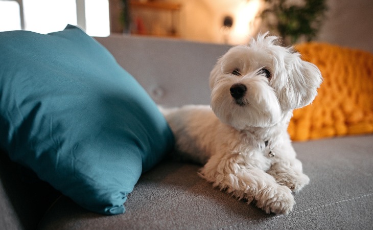 chien bichon allongé sur un canapé