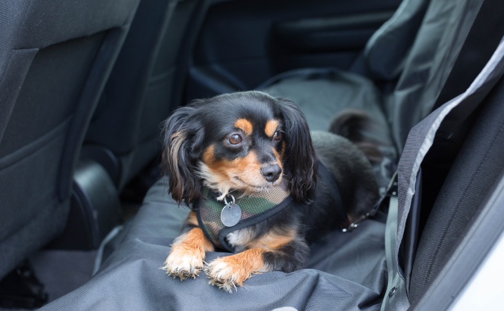 petit chien allongé sur la banquette arrière d'une voiture