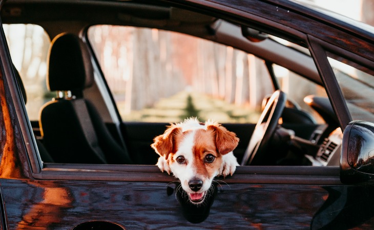 chien jack russell à la fenêtre d'une voiture