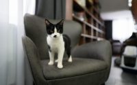 chat noir et blanc sur un fauteuil