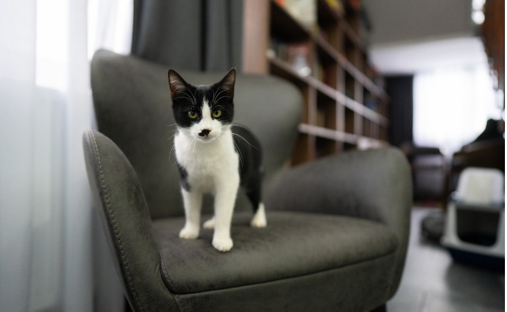 chat noir et blanc sur un fauteuil