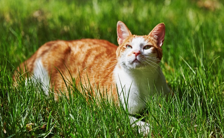 Il importe donc de bien les protéger pour les préserver de tout problème de santé. Découvrez nos différentes astuces pour protéger votre chat du soleil.