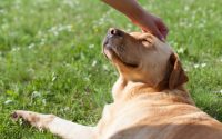 chien labrador au soleil