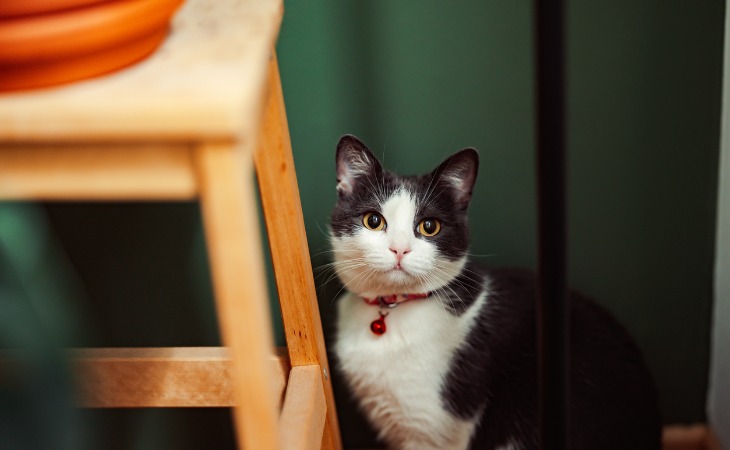 chat noir et blanc