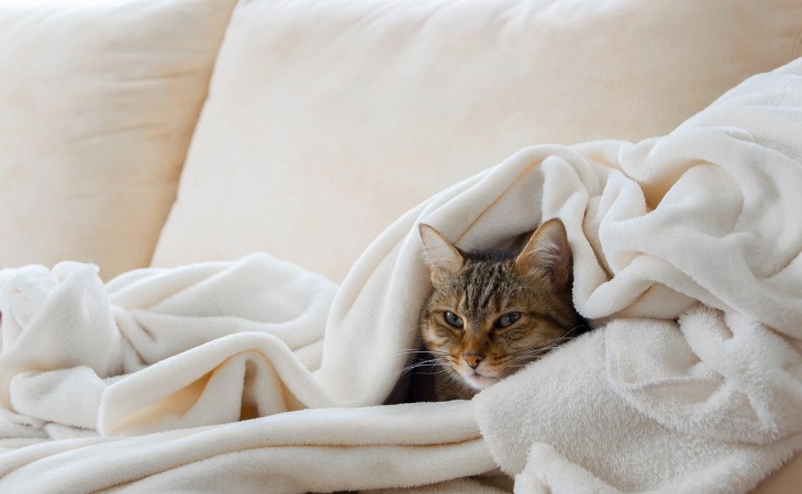 chat sous une couverture
