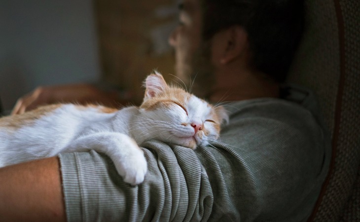 chat appuyé contre le bras d'un homme