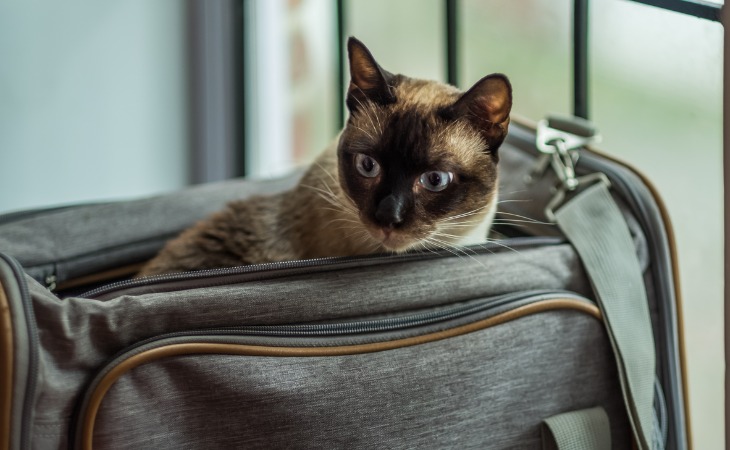 chat siamois dans un sac de voyage