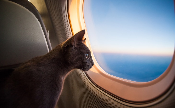 chat qui regarde par le hublot d'un avion