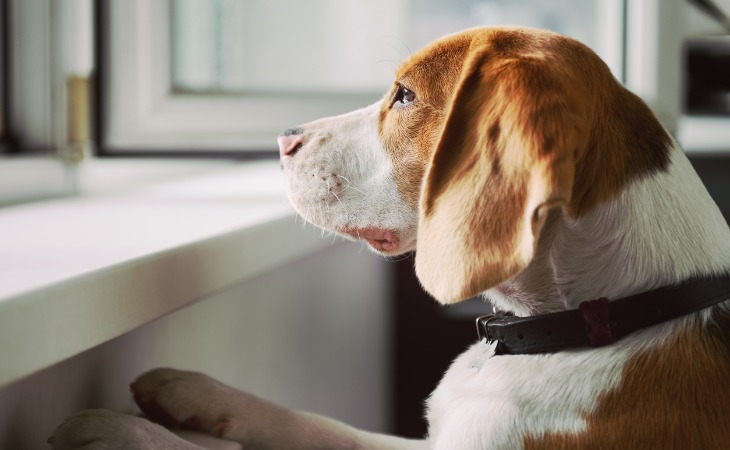 chien qui regarde à travers une fenêtre