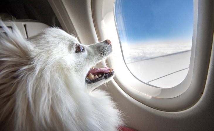 chien spitz avion