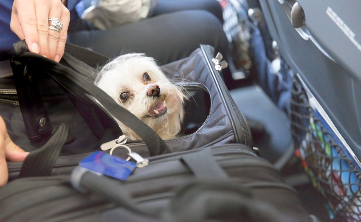chien voyage en avion